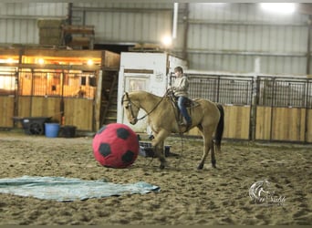 American Quarter Horse, Ruin, 4 Jaar, 155 cm, Falbe