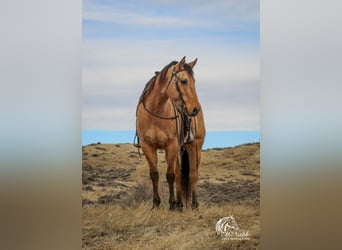 American Quarter Horse, Ruin, 4 Jaar, 155 cm, Falbe