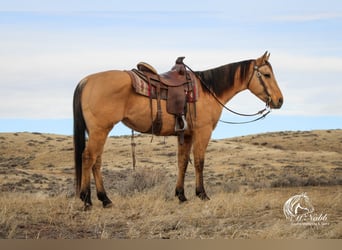 American Quarter Horse, Ruin, 4 Jaar, 155 cm, Falbe