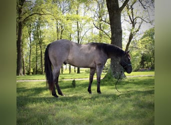 American Quarter Horse, Ruin, 4 Jaar, 155 cm, Grullo