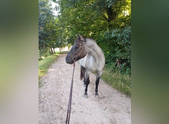 American Quarter Horse, Ruin, 4 Jaar, 155 cm, Grullo