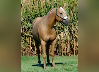 American Quarter Horse, Ruin, 4 Jaar, 155 cm, Palomino