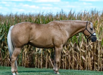 American Quarter Horse, Ruin, 4 Jaar, 155 cm, Palomino