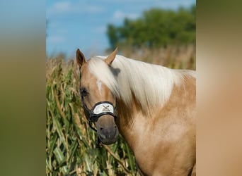 American Quarter Horse, Ruin, 4 Jaar, 155 cm, Palomino