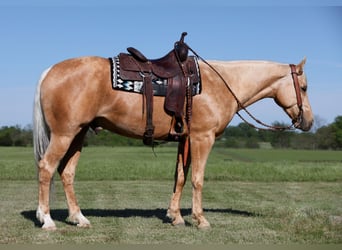 American Quarter Horse, Ruin, 4 Jaar, 155 cm, Palomino