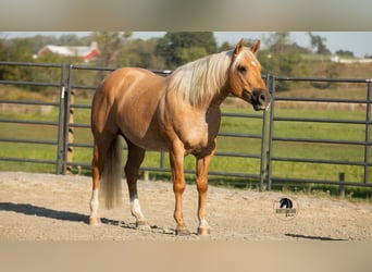 American Quarter Horse, Ruin, 4 Jaar, 155 cm, Palomino