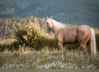 American Quarter Horse, Ruin, 4 Jaar, 155 cm, Palomino