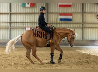 American Quarter Horse, Ruin, 4 Jaar, 155 cm, Palomino