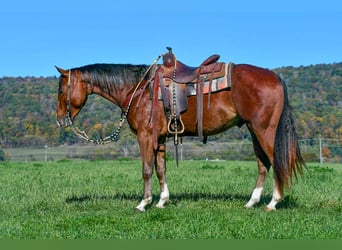 American Quarter Horse, Ruin, 4 Jaar, 155 cm, Roan-Bay