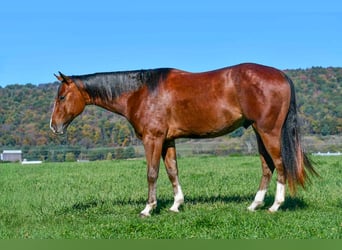 American Quarter Horse, Ruin, 4 Jaar, 155 cm, Roan-Bay