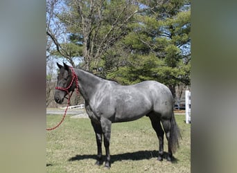 American Quarter Horse, Ruin, 4 Jaar, 155 cm, Roan-Blue