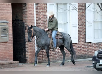 American Quarter Horse, Ruin, 4 Jaar, 155 cm, Roan-Blue