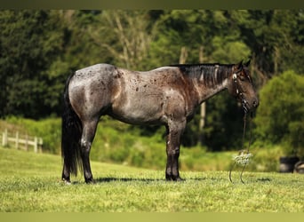 American Quarter Horse, Ruin, 4 Jaar, 155 cm, Roan-Blue