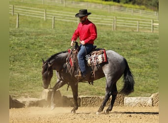 American Quarter Horse, Ruin, 4 Jaar, 155 cm, Roan-Blue
