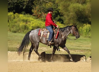 American Quarter Horse, Ruin, 4 Jaar, 155 cm, Roan-Blue