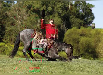 American Quarter Horse, Ruin, 4 Jaar, 155 cm, Roan-Blue