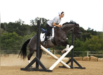 American Quarter Horse, Ruin, 4 Jaar, 155 cm, Roan-Blue