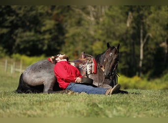 American Quarter Horse, Ruin, 4 Jaar, 155 cm, Roan-Blue