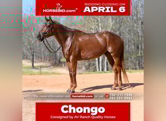 American Quarter Horse, Ruin, 4 Jaar, 155 cm, Roan-Red