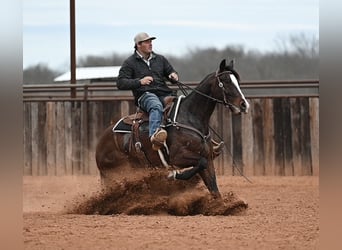American Quarter Horse, Ruin, 4 Jaar, 155 cm, Roodbruin