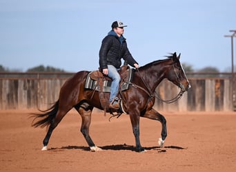 American Quarter Horse, Ruin, 4 Jaar, 155 cm, Roodbruin