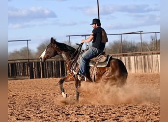 American Quarter Horse, Ruin, 4 Jaar, 155 cm, Roodbruin