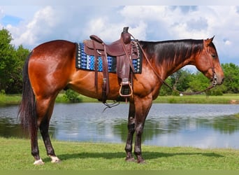American Quarter Horse, Ruin, 4 Jaar, 155 cm, Roodbruin