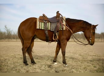 American Quarter Horse, Ruin, 4 Jaar, 155 cm, Roodbruin