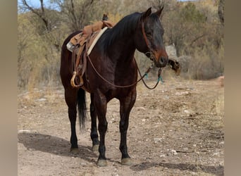 American Quarter Horse, Ruin, 4 Jaar, 155 cm, Roodbruin