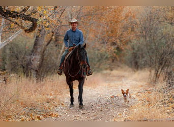 American Quarter Horse, Ruin, 4 Jaar, 155 cm, Roodbruin