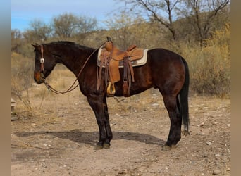 American Quarter Horse, Ruin, 4 Jaar, 155 cm, Roodbruin