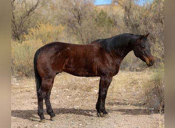 American Quarter Horse, Ruin, 4 Jaar, 155 cm, Roodbruin