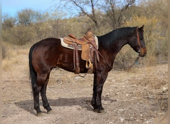 American Quarter Horse, Ruin, 4 Jaar, 155 cm, Roodbruin