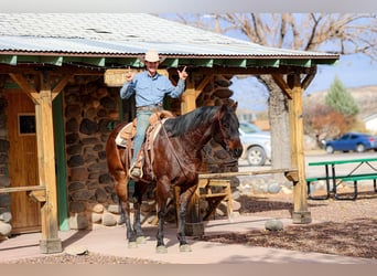 American Quarter Horse, Ruin, 4 Jaar, 155 cm, Roodbruin