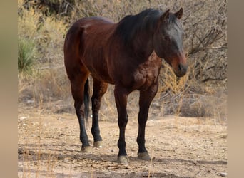 American Quarter Horse, Ruin, 4 Jaar, 155 cm, Roodbruin