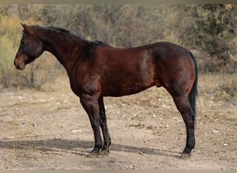 American Quarter Horse, Ruin, 4 Jaar, 155 cm, Roodbruin