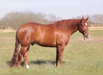 American Quarter Horse, Ruin, 4 Jaar, 155 cm, Roodvos