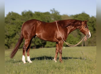 American Quarter Horse, Ruin, 4 Jaar, 155 cm, Roodvos