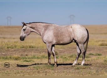 American Quarter Horse, Ruin, 4 Jaar, 155 cm, Schimmel