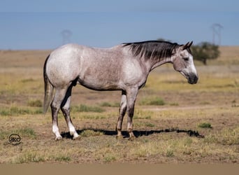 American Quarter Horse, Ruin, 4 Jaar, 155 cm, Schimmel