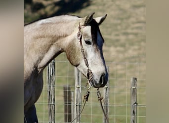 American Quarter Horse, Ruin, 4 Jaar, 155 cm, Schimmel