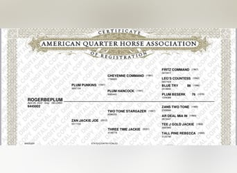 American Quarter Horse, Ruin, 4 Jaar, 155 cm, Schimmel