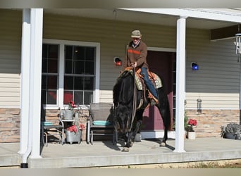 American Quarter Horse, Ruin, 4 Jaar, 155 cm, Zwart