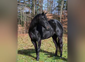 American Quarter Horse, Ruin, 4 Jaar, 155 cm, Zwart
