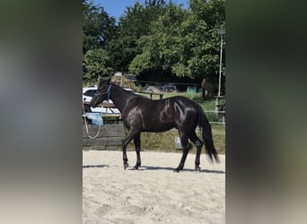 American Quarter Horse, Ruin, 4 Jaar, 155 cm, Zwart