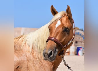 American Quarter Horse, Ruin, 4 Jaar, 156 cm, Palomino