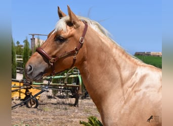 American Quarter Horse, Ruin, 4 Jaar, 156 cm, Palomino