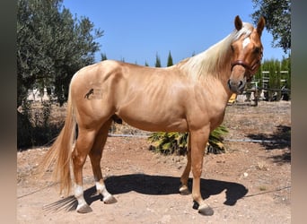 American Quarter Horse, Ruin, 4 Jaar, 156 cm, Palomino