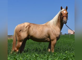 American Quarter Horse, Ruin, 4 Jaar, 156 cm, Palomino