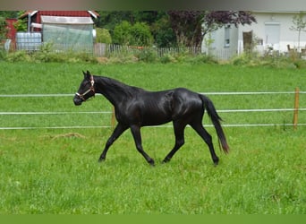 American Quarter Horse, Ruin, 4 Jaar, 156 cm, Zwart